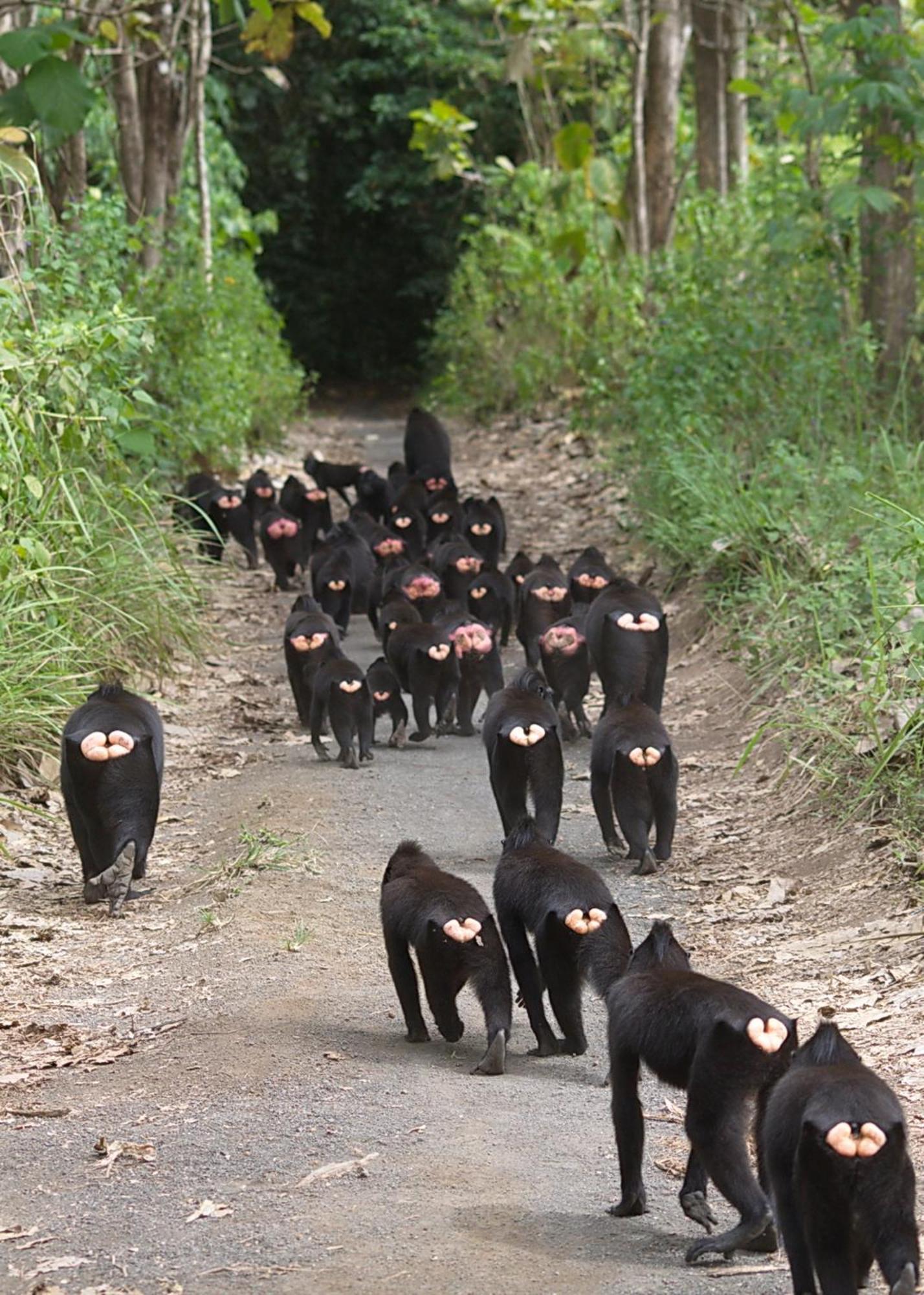 Tangkoko Macaca 호텔 Rinondoran 외부 사진