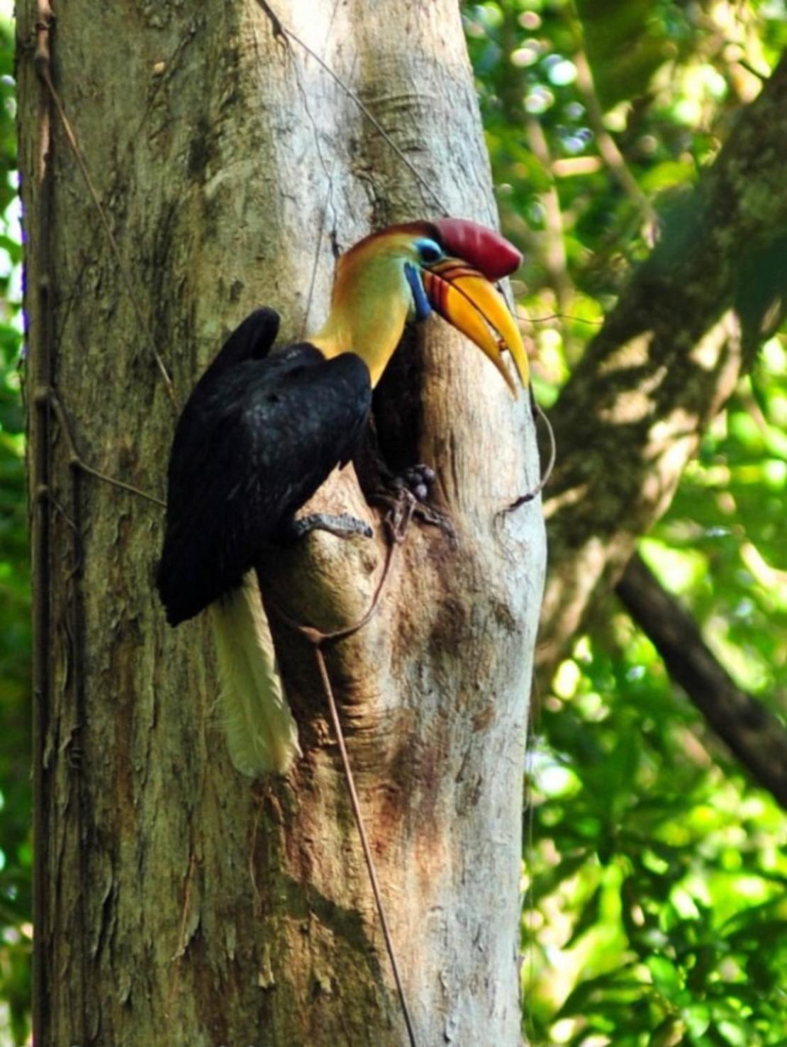 Tangkoko Macaca 호텔 Rinondoran 외부 사진