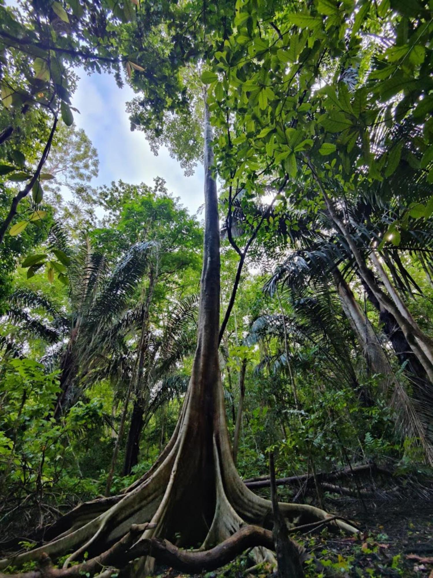 Tangkoko Macaca 호텔 Rinondoran 외부 사진