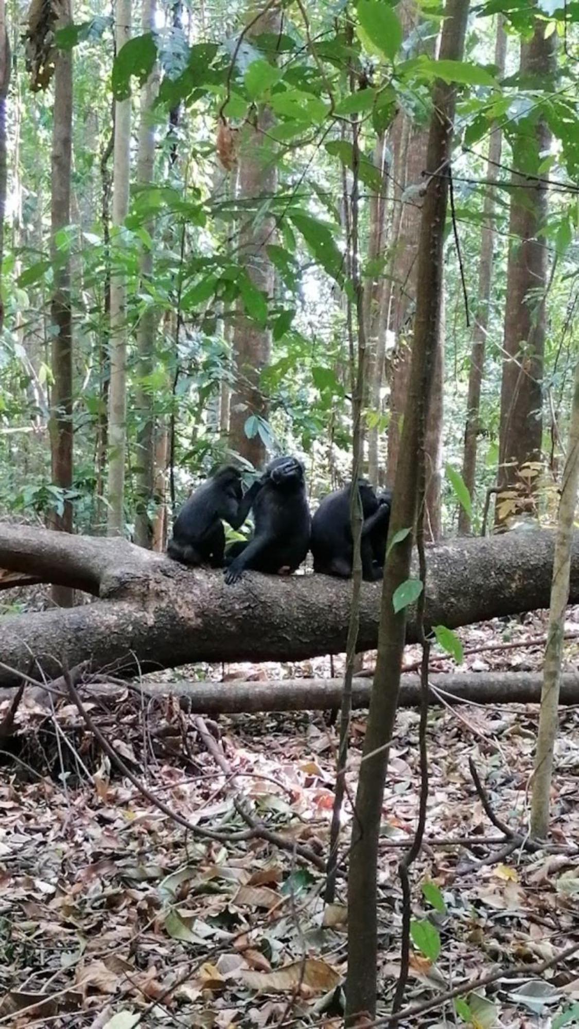 Tangkoko Macaca 호텔 Rinondoran 외부 사진